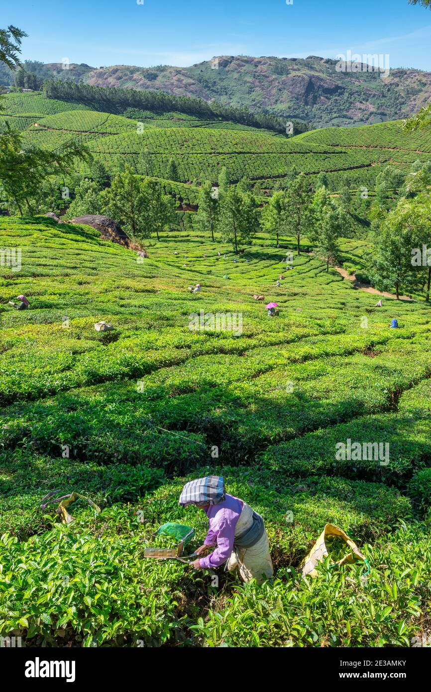 Unidentified indian woman picking up fresh tea leaves at Munnar tea plantation in Kerala state, India Stock Photo