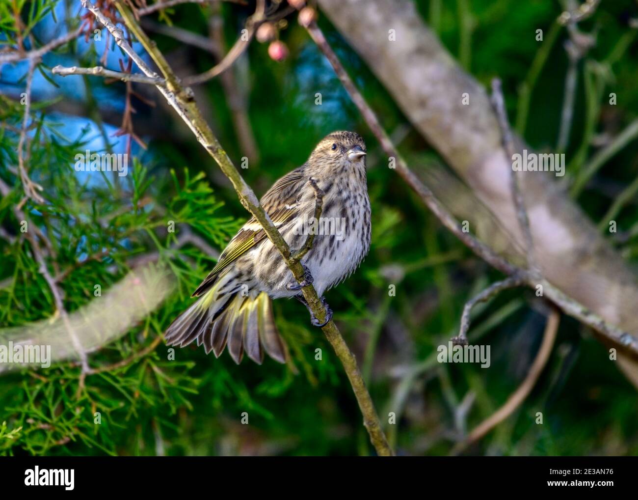 Pine Siskin - Spinus pinus - perched on a branch. with its tail fanned green foliage background Stock Photo