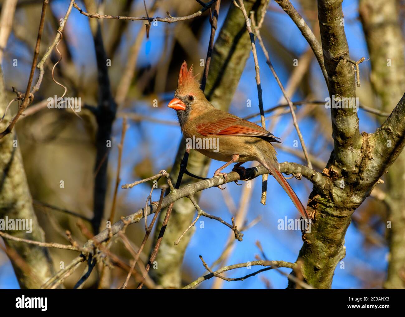 northern Cardinal - Cardinalis cardinalis - Female Perched on branch Stock Photo