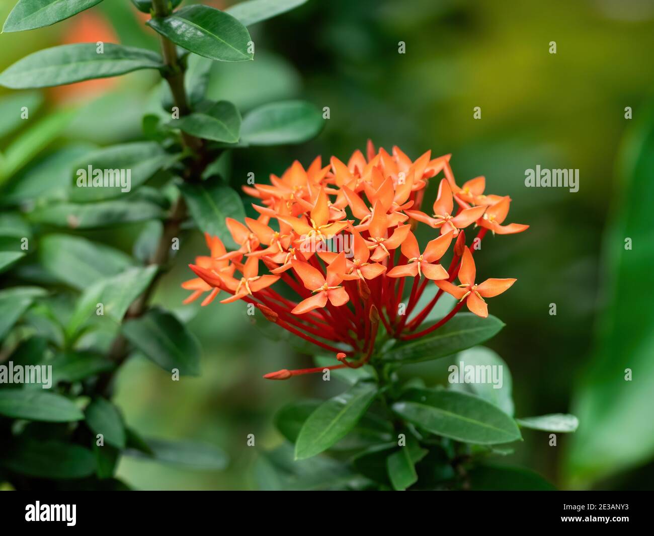 Coral jasmine hi-res stock photography and images - Alamy