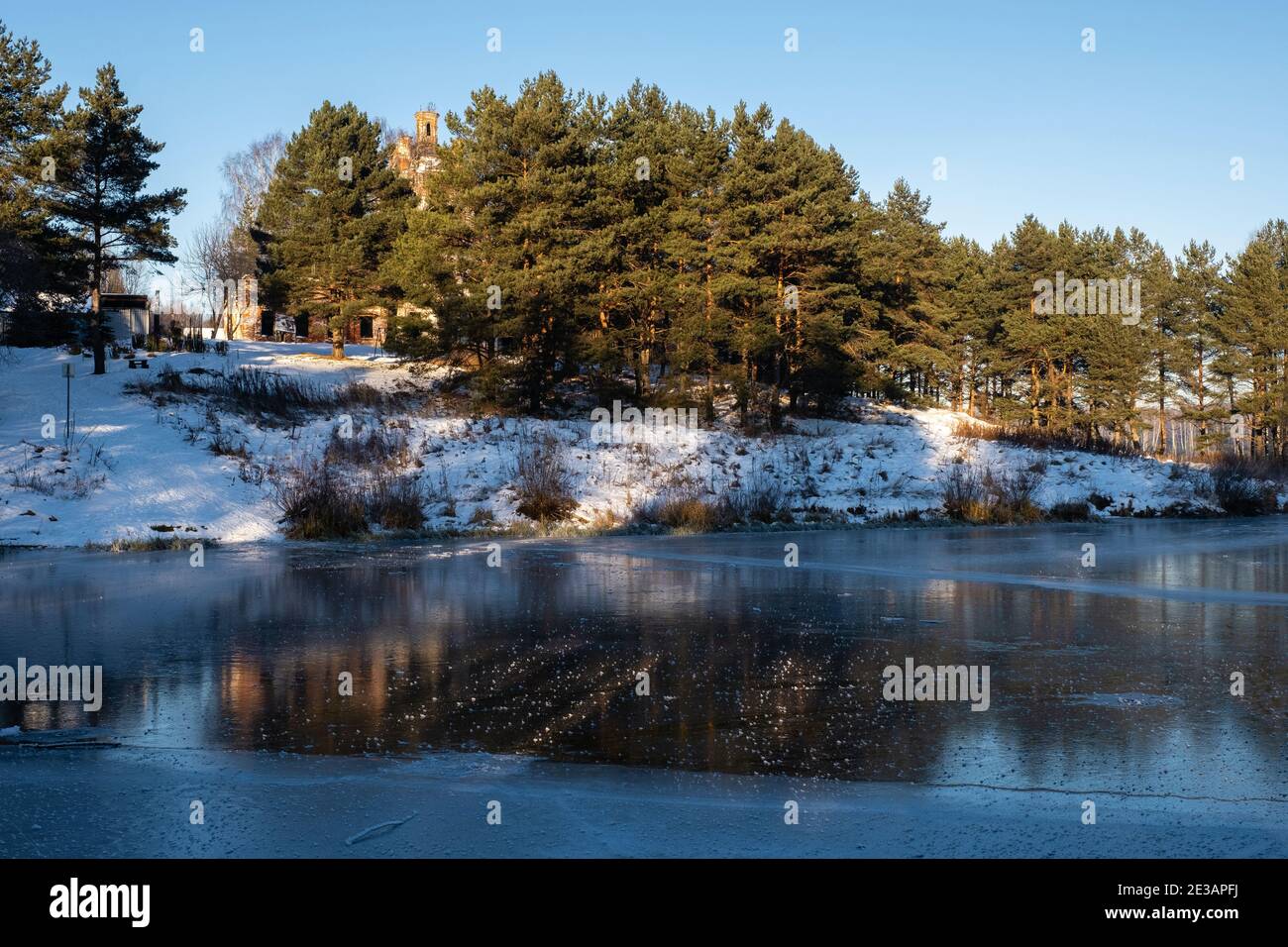 A small pine grove on the shore of a quiet backwater, covered with mirror ice on a sunny winter day. Stock Photo