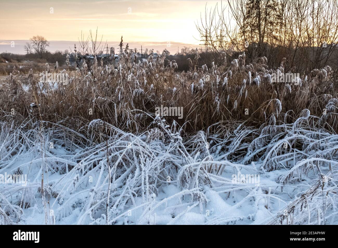 Frost covered plant sunset hi-res stock photography and images - Alamy