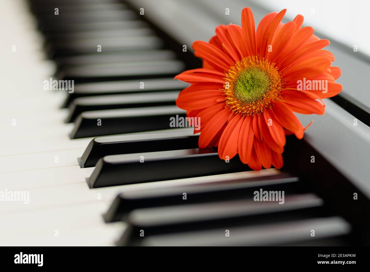 Flower vase on piano hi-res stock photography and images - Alamy