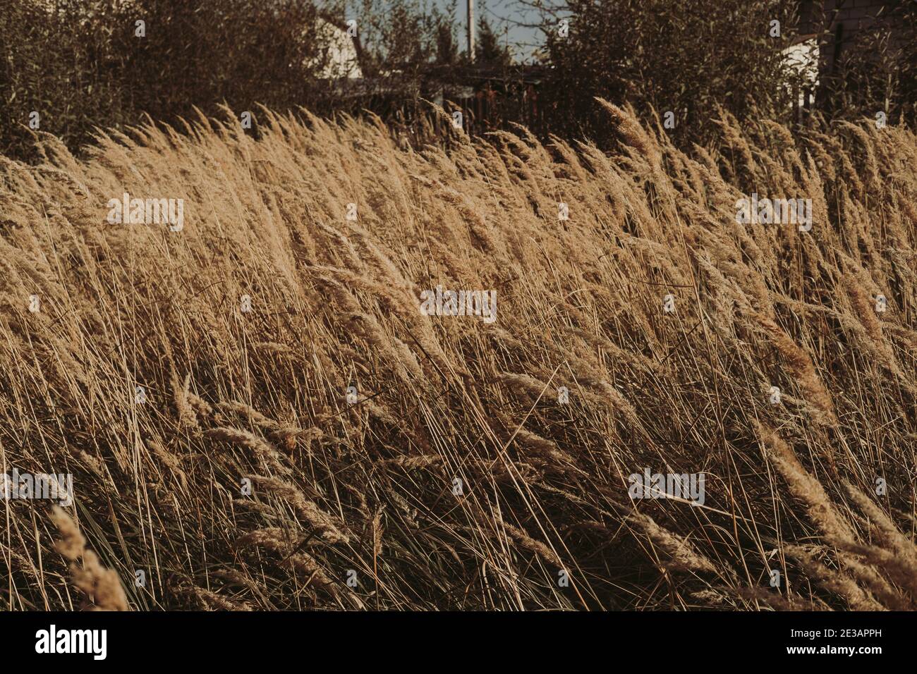 Golden grass seeds hi-res stock photography and images - Alamy