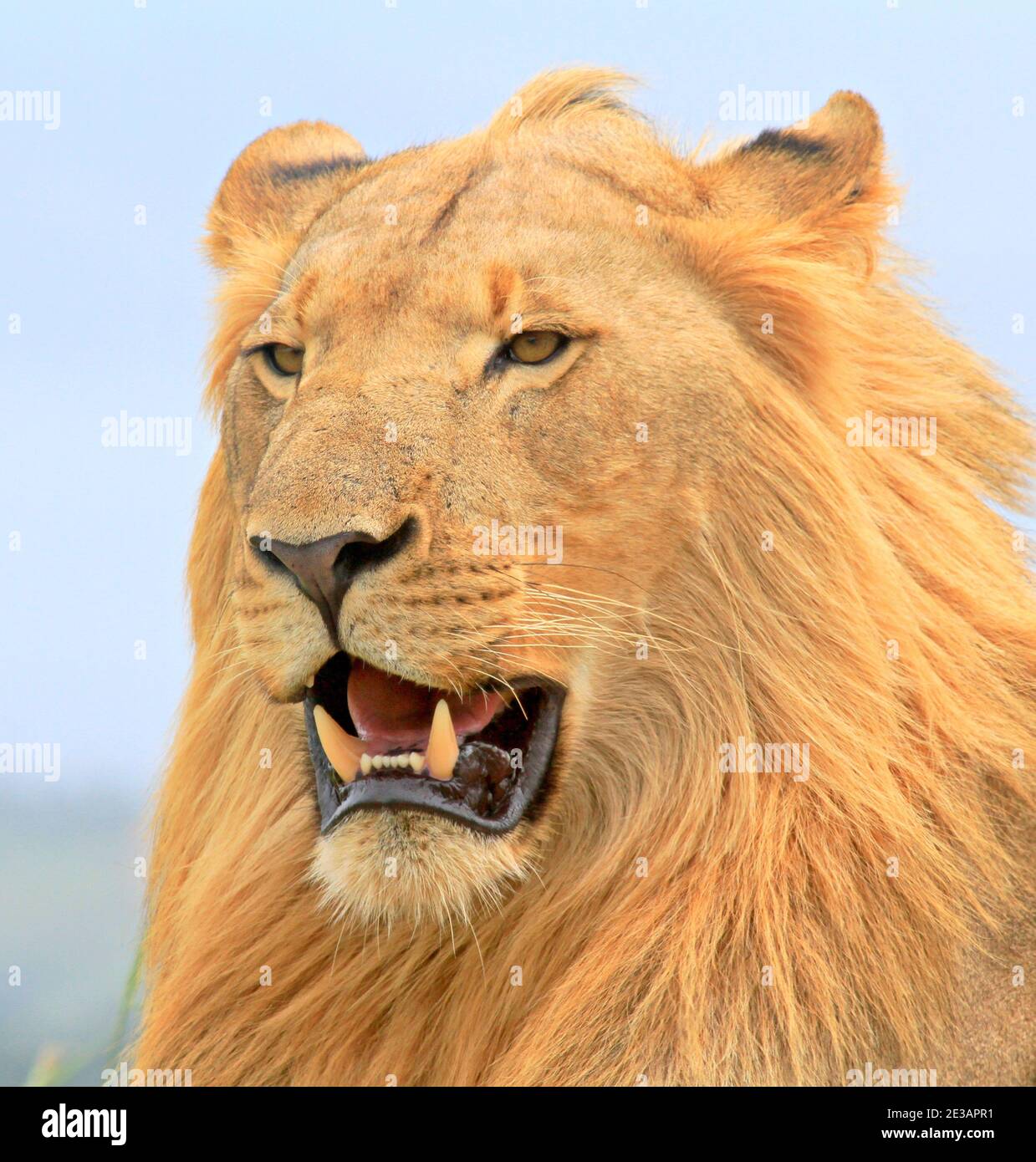 Male Lion closeup, where he is resting near Hilltop Camp in the Hluhluwe Game reserve, KZN, South Africa Stock Photo