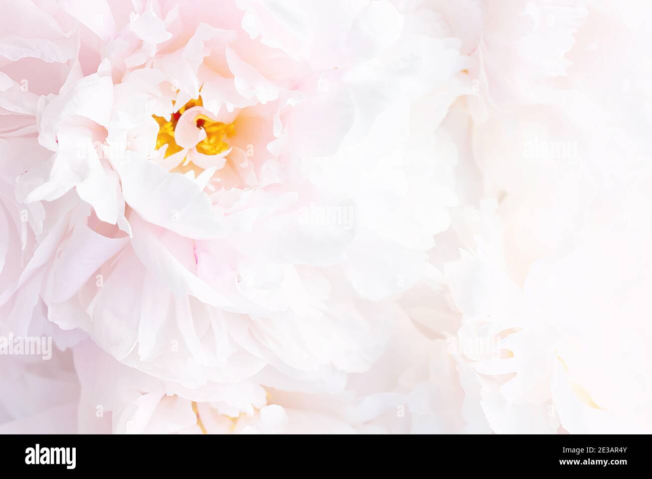 Pink peony flower head close up background. Flowering plant Stock Photo ...