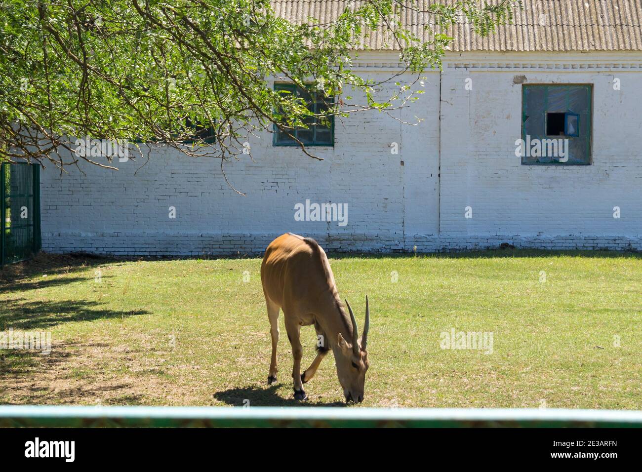 The common eland grazing, It is one of the largest antelopes Stock Photo