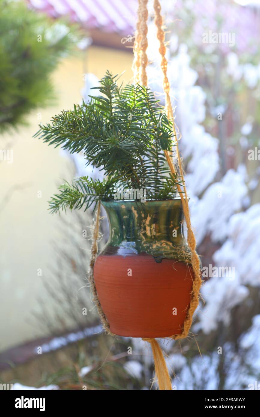 Pot with coniferous branches Stock Photo