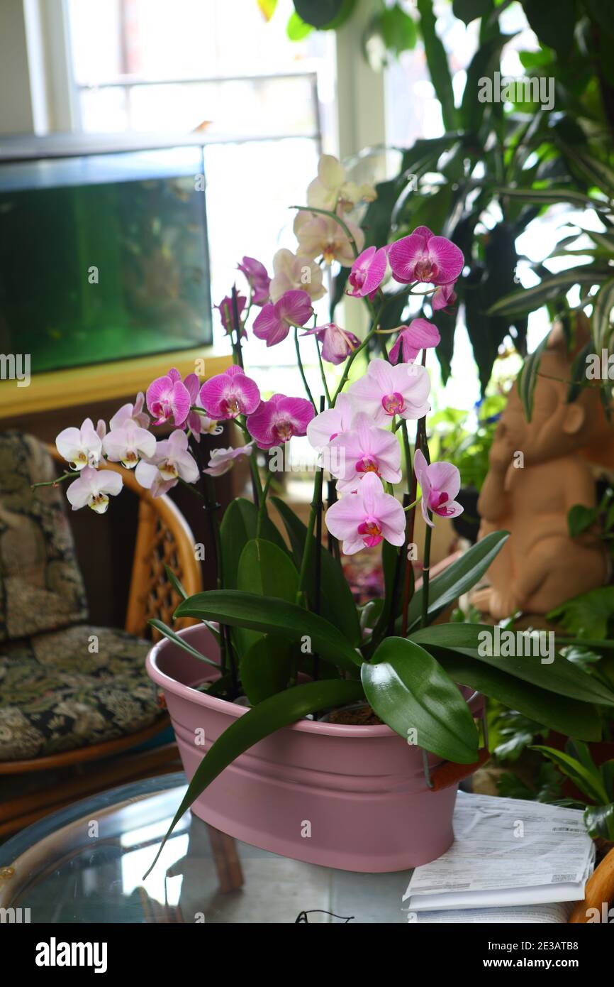 Pink orchid in the winter garden behind glass Stock Photo