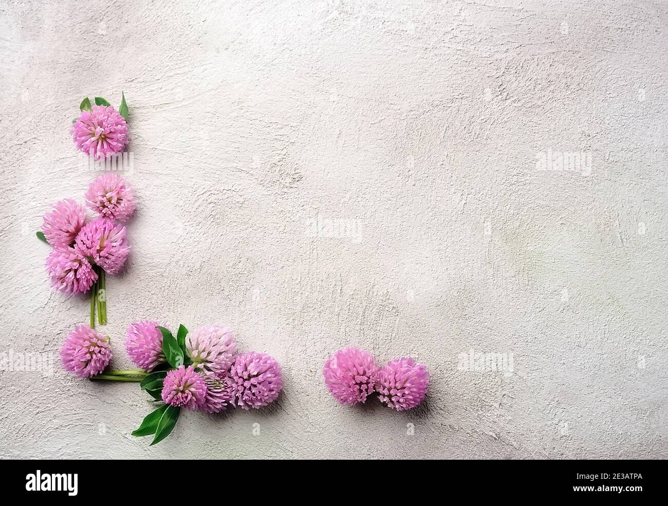Backgrounds with clover flower closeup. Spring backgrounds. Vintage Stock Photo