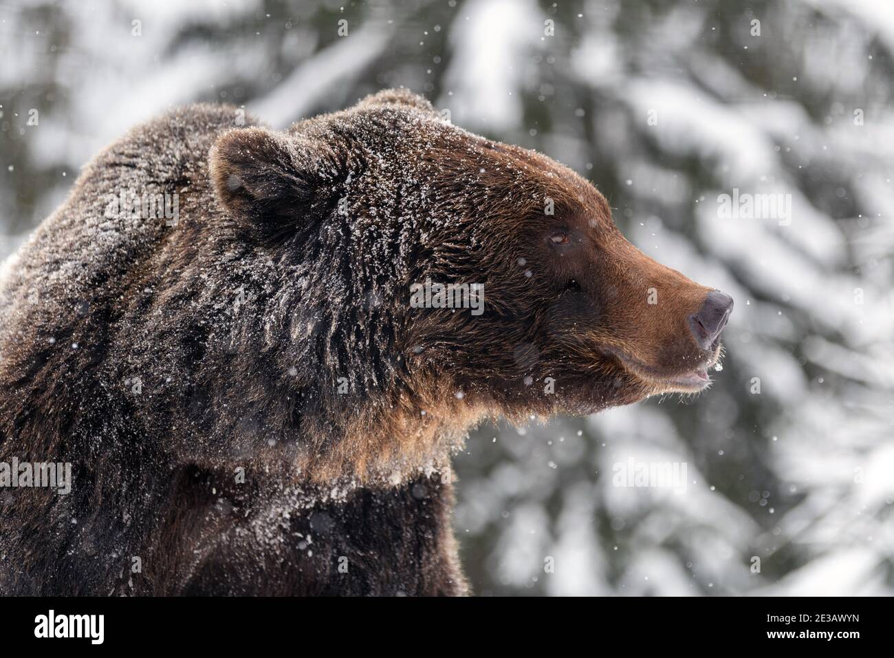 Close wild big brown bear portrait in winter forest. Danger animal in nature habitat. Big mammal. Wildlife scene Stock Photo