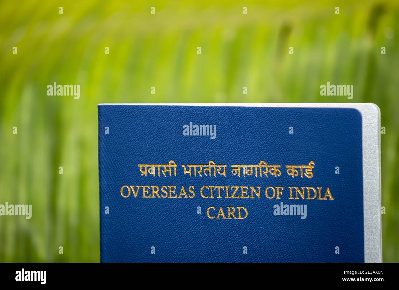 View of Overseas Citizen of India Card issued to non resident Indians. Travel document, Stock Photo