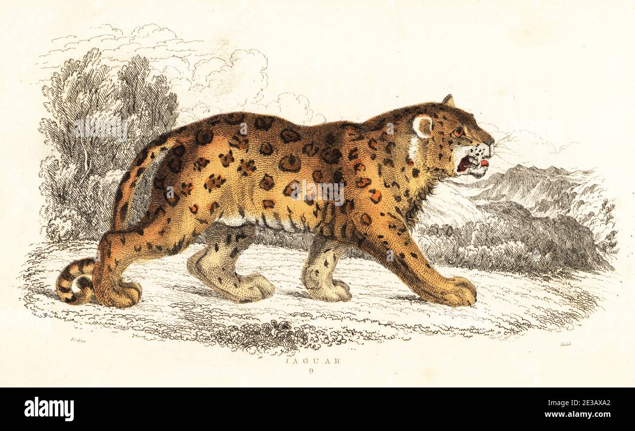 Jaguar, Panthera onca (Felis onca). Handcoloured steel engraving by Joseph  Kidd after an illustration by Alexander Forbes from William Rhind's The  Miscellany of Natural History: Feline Species, edited by Sir Thomas Dick