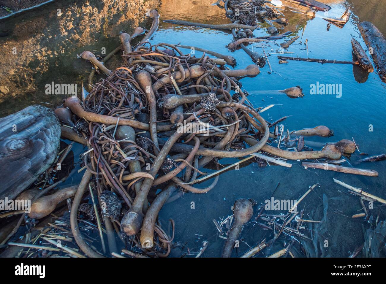 A pile of bull kelp washed up on the beach in Point Reyes, California. Stock Photo