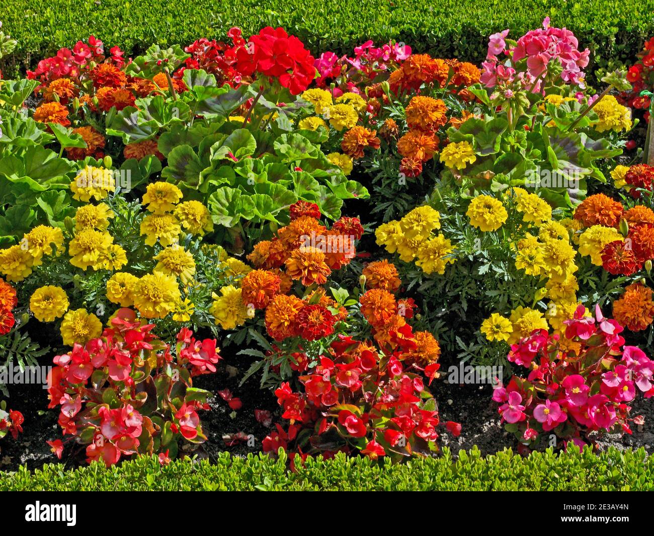 Close up detail of Begonias and French Marigolds in a Flower Garden Stock Photo