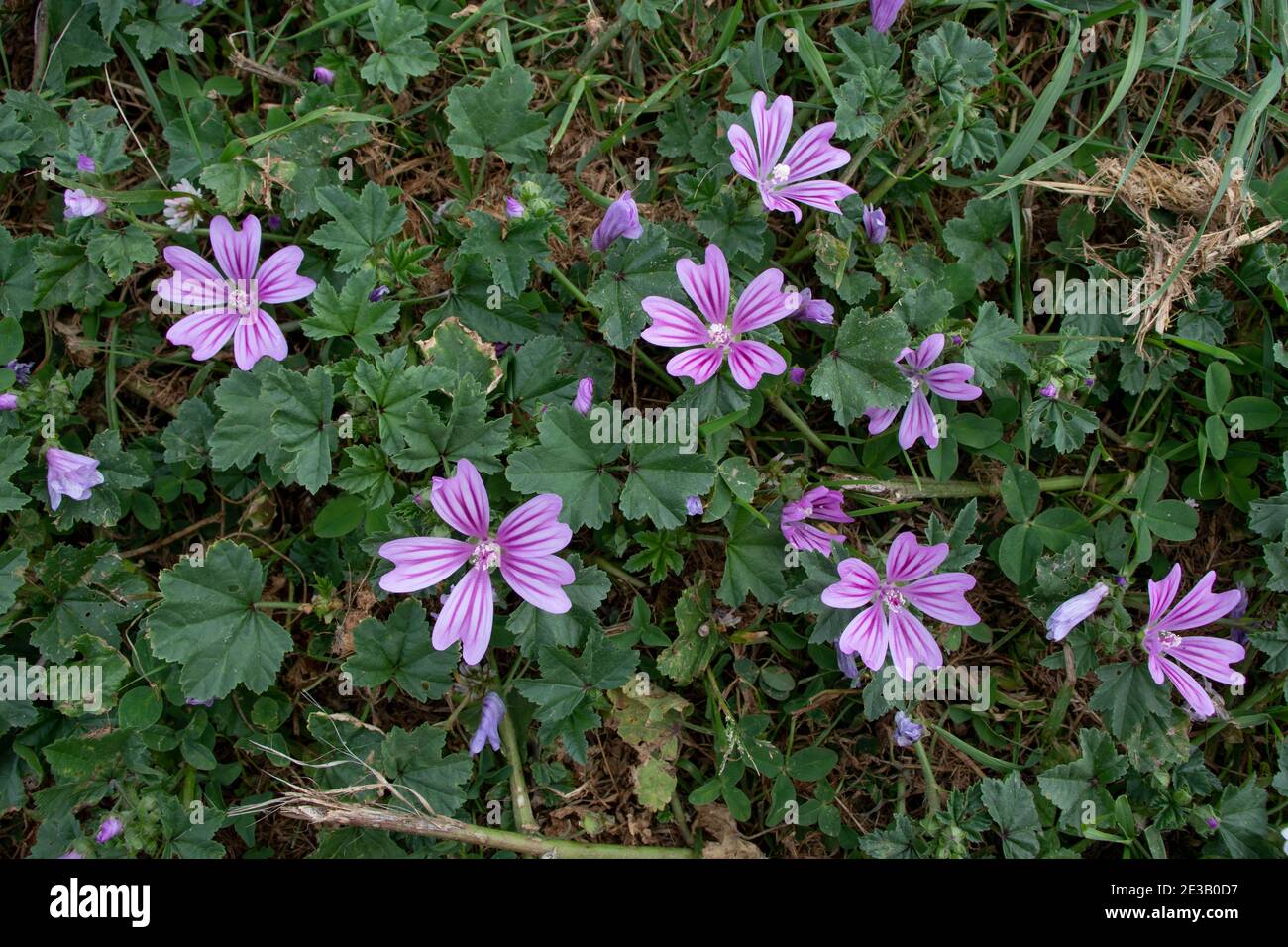 Common mallow or malva sylvestris bright purple flowers with dark veins Stock Photo