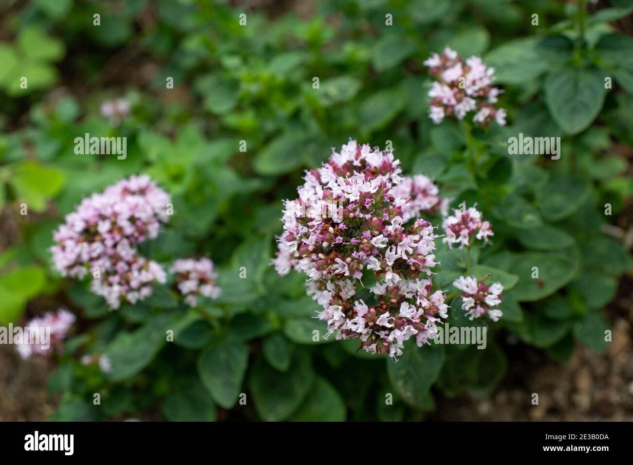 Oregano plant covered with small purple flowers. Origanum vulgare or wild marjoram. Stock Photo