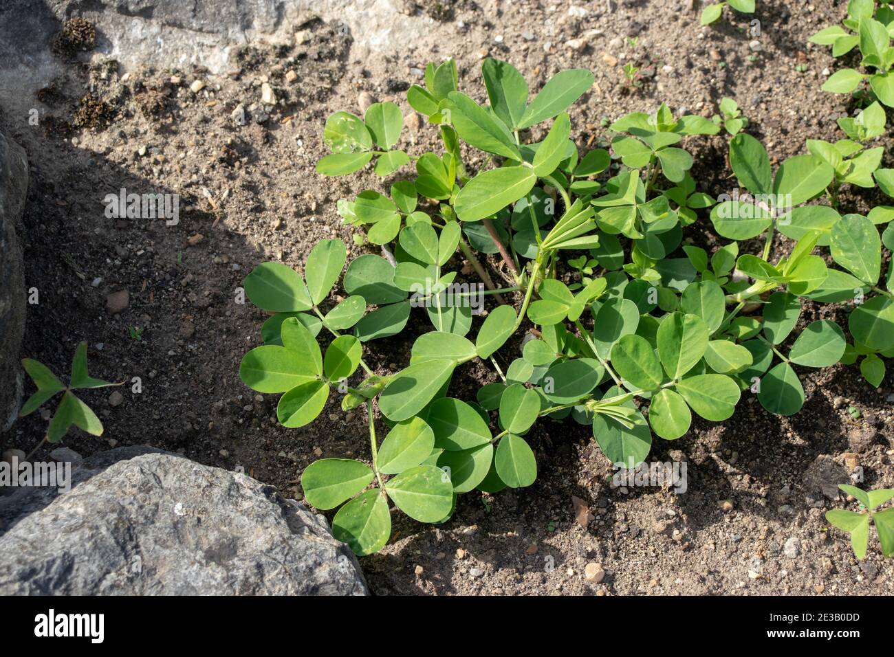 Peanut plant aerial part. Arachis hypognea. Stock Photo