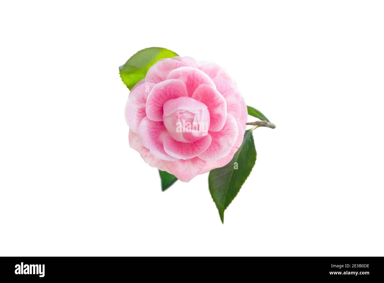 Pale pink camellia japonica rose form flower and leaves isolated on white. Japanese tsubaki. Toned image. Stock Photo