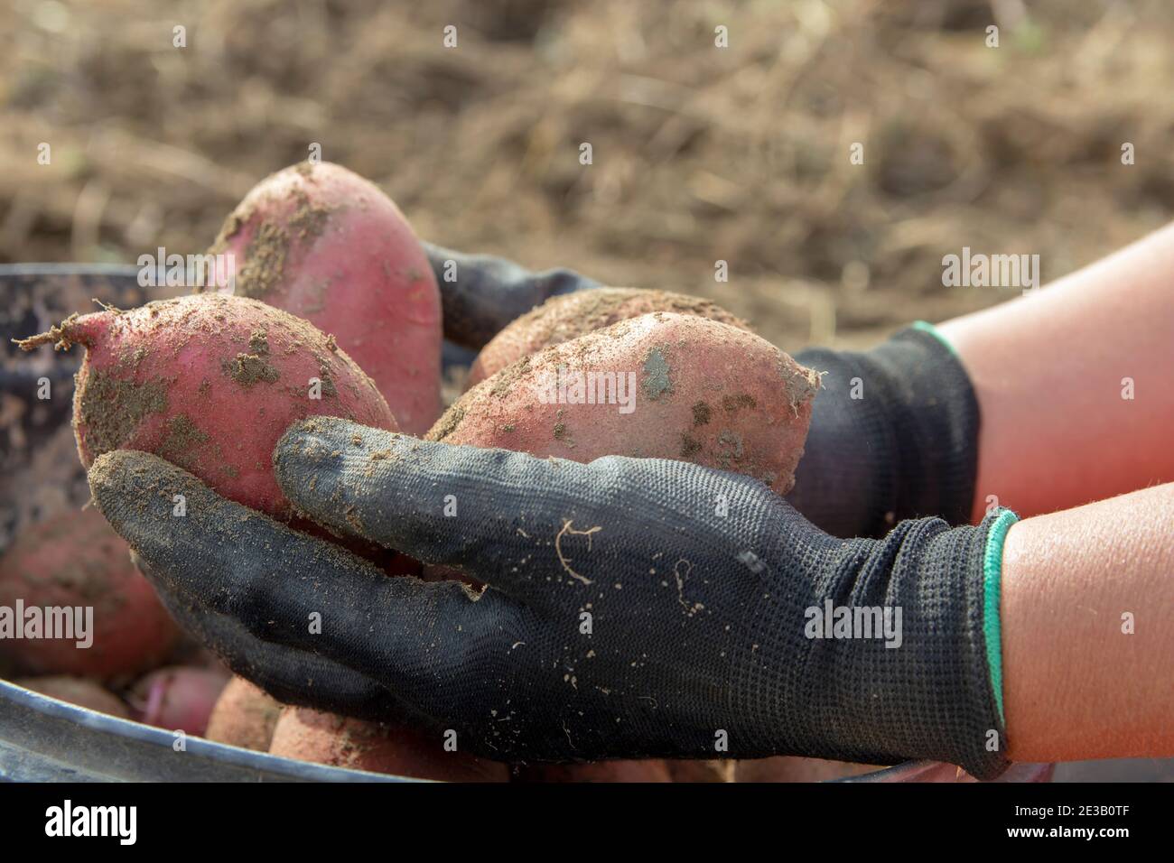 Fresh Organic Potatoes in the Field. Farmer Harvesting Potatoes. Potato farming. Stock Photo