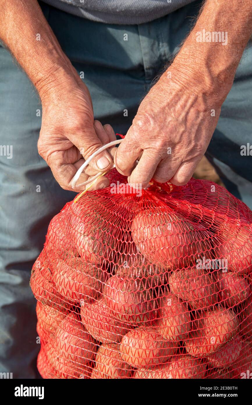 Farmers Hands Holding Sack of Potato. Fresh Organic Potatoes in the Field. Stock Photo