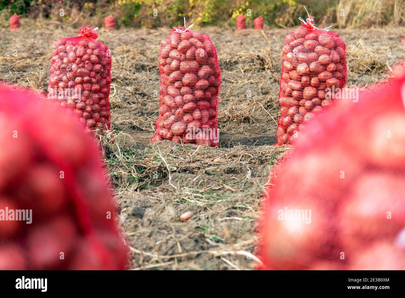 Fresh Organic Potatoes in the Field. Potato Harvesting. Stock Photo