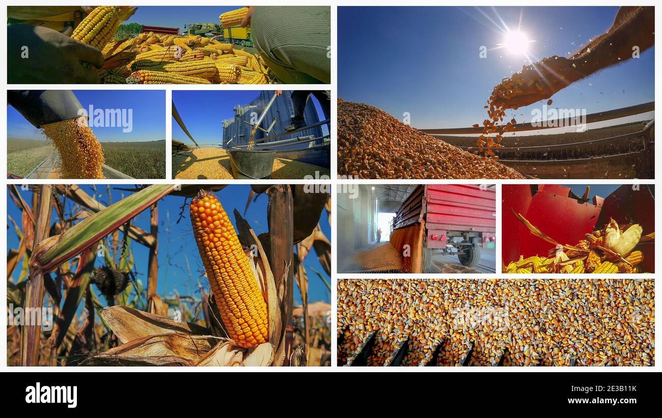 Collage of photographs showing ripe maize corn on the cob in cultivated agricultural field, harvest time and maize storage in agricultural grain silo. Stock Photo