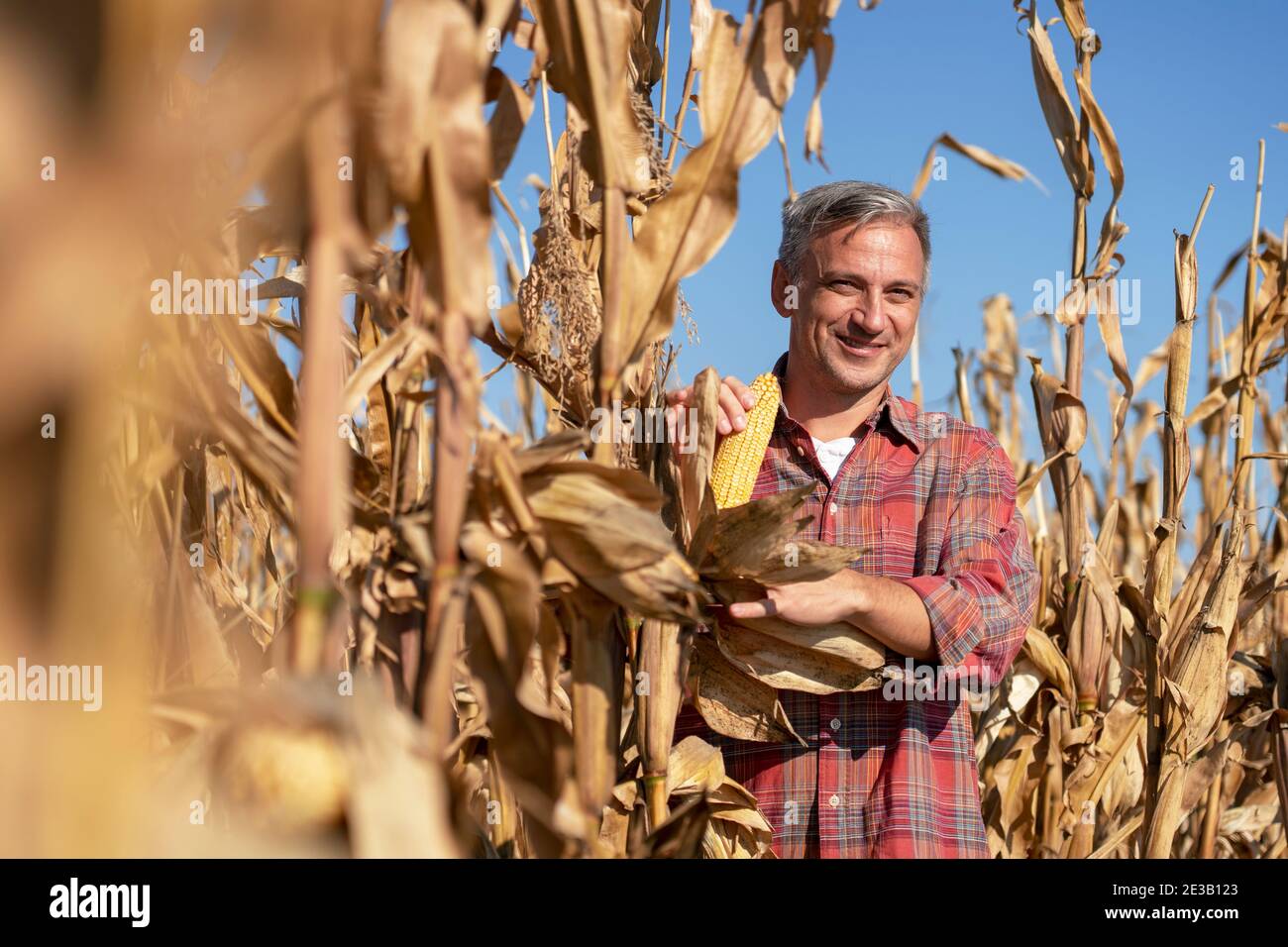 Mature Man Holding Ripe Corncob and Looking at camera. Happy Farmer ...