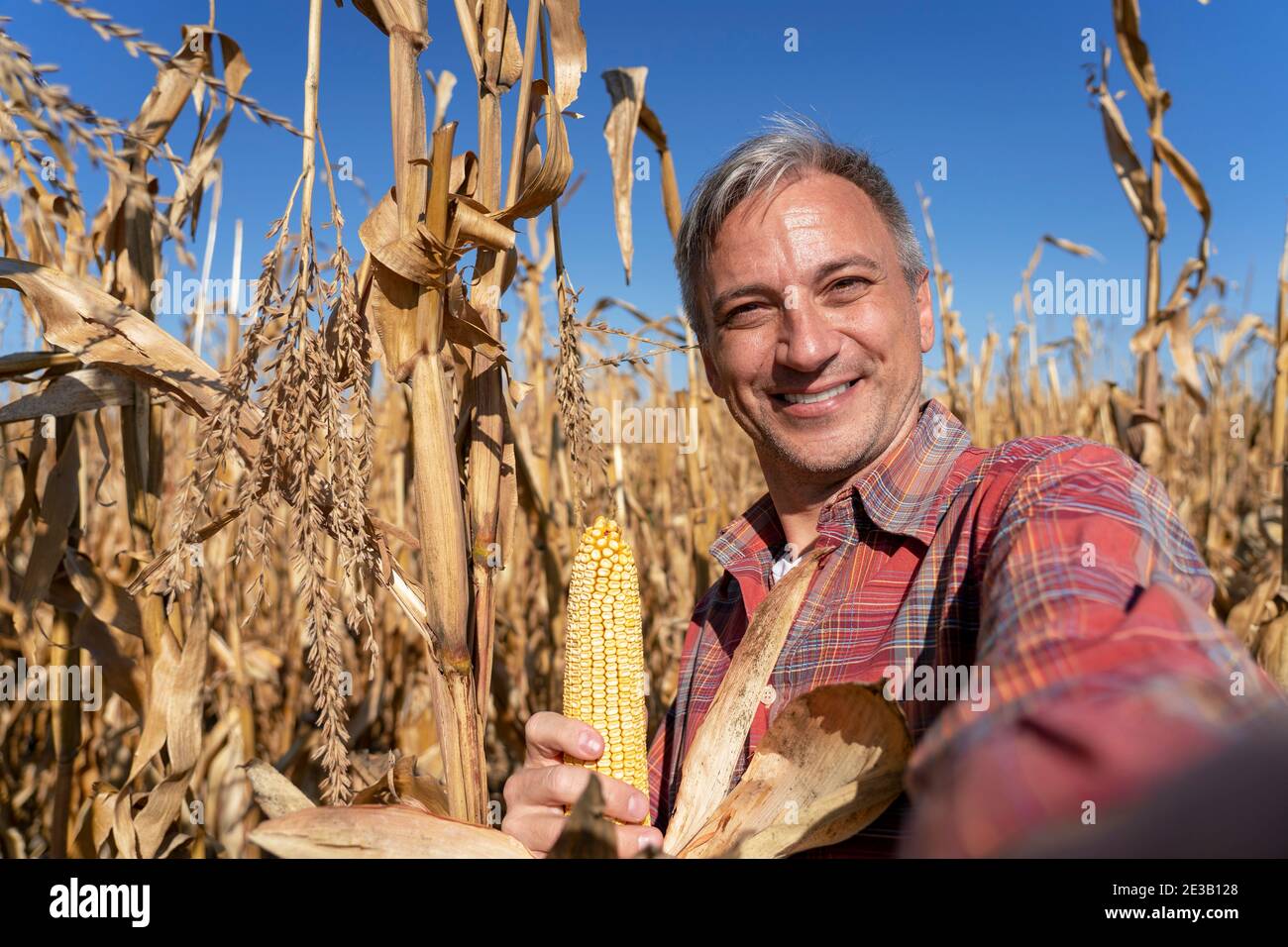 Smiling Farmer Holding Ripe Corncob and Using Cell Phone Camera for Making a Selfie Photo. Close up Shot. Harvest Time. Stock Photo