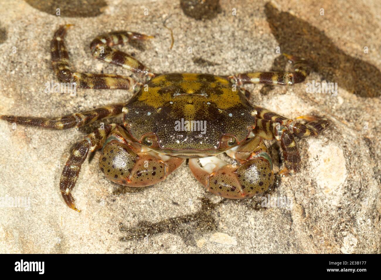 Asian shore crab Hemigrapsus sanguineus Stock Photo