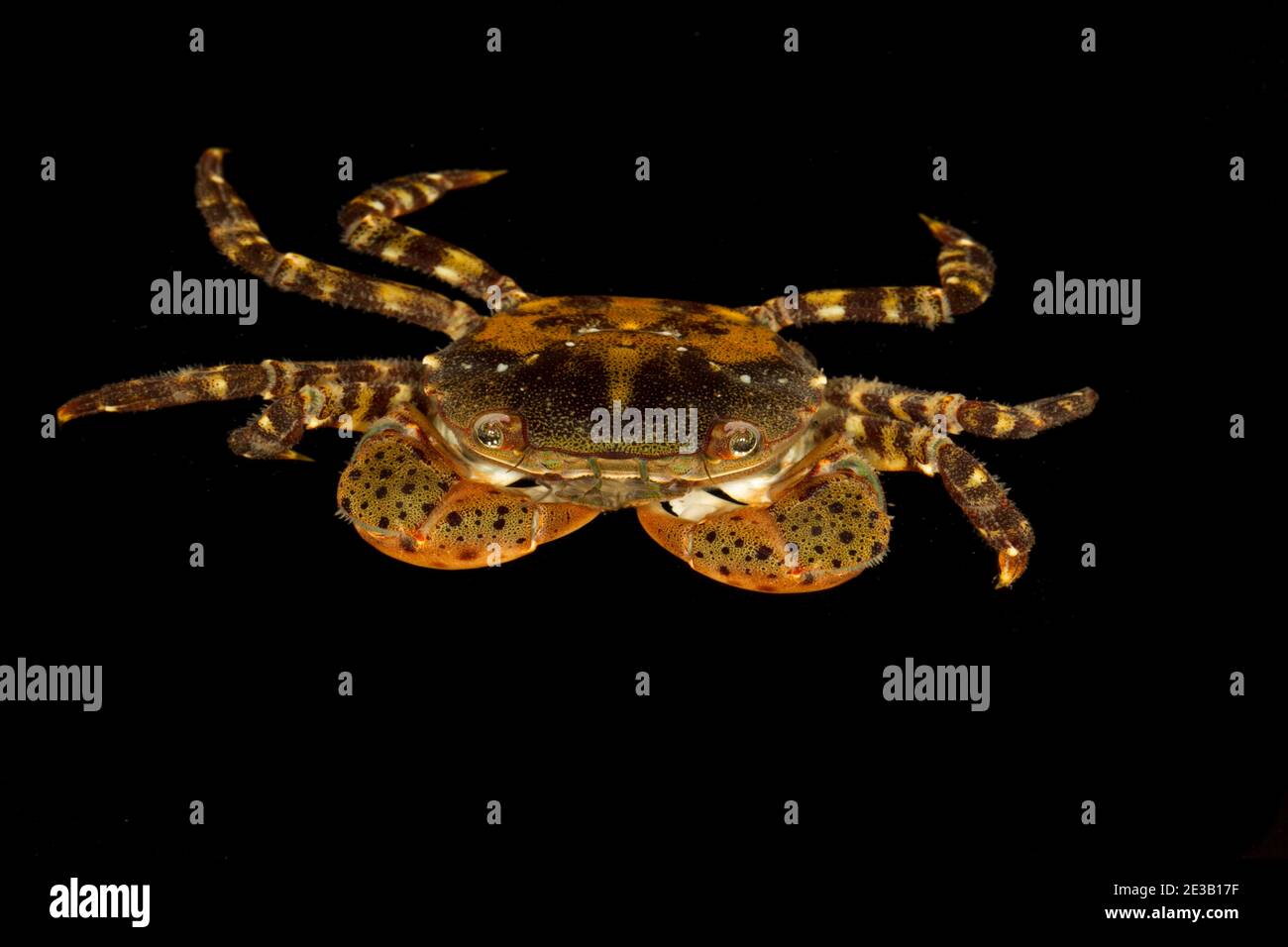 Asian shore crab Stock Photo