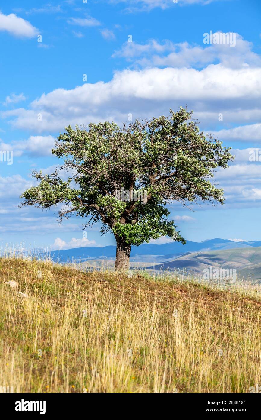 Old wild pear tree growing on top of hill under blue sky Stock Photo