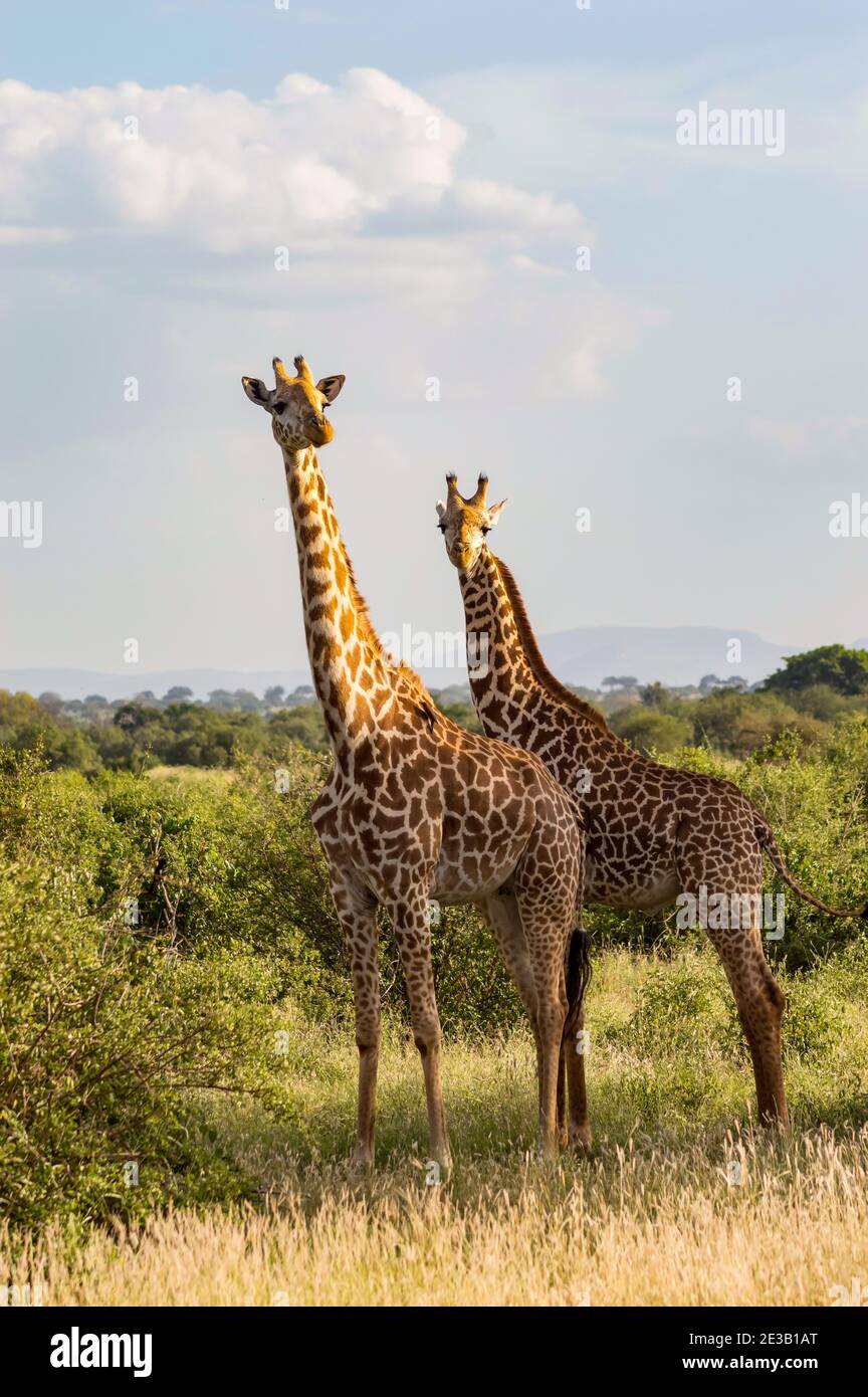Group giraffes in bush in hi-res stock photography and images - Alamy