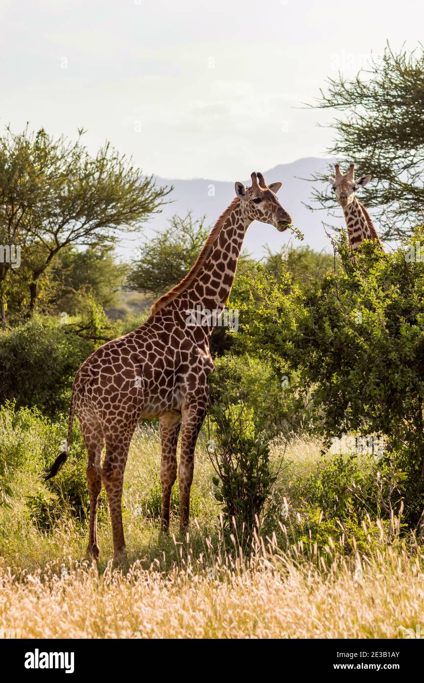Two giraffes in the savannah of Tsavo East Park with their gaze towards us Stock Photo