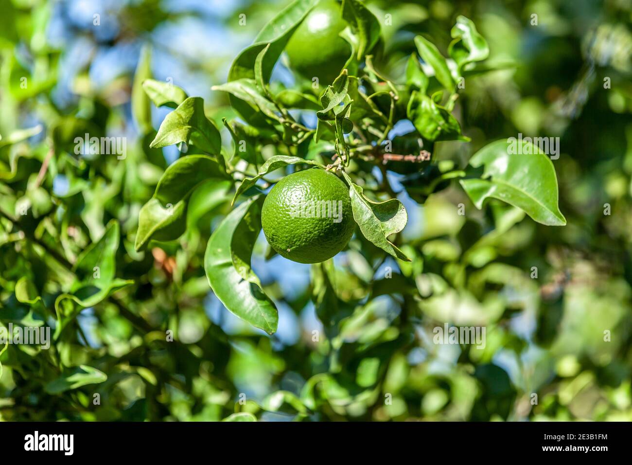 A fresh and healthy orange fruit growing on a tree. Stock Photo