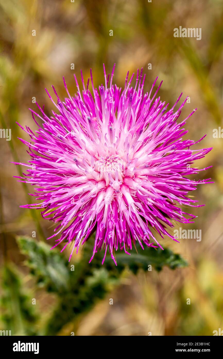 Close up looking down on a Creeping Thistle, also known as a Field Thistle (Cirsium arvense) Stock Photo
