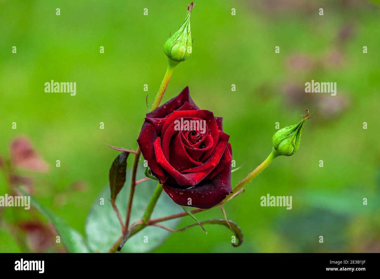 wet velvet rose with water drops Stock Photo