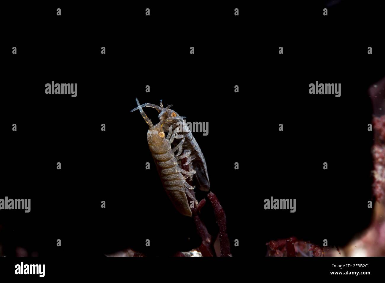 Marine Isopod Idotea emarginata Stock Photo