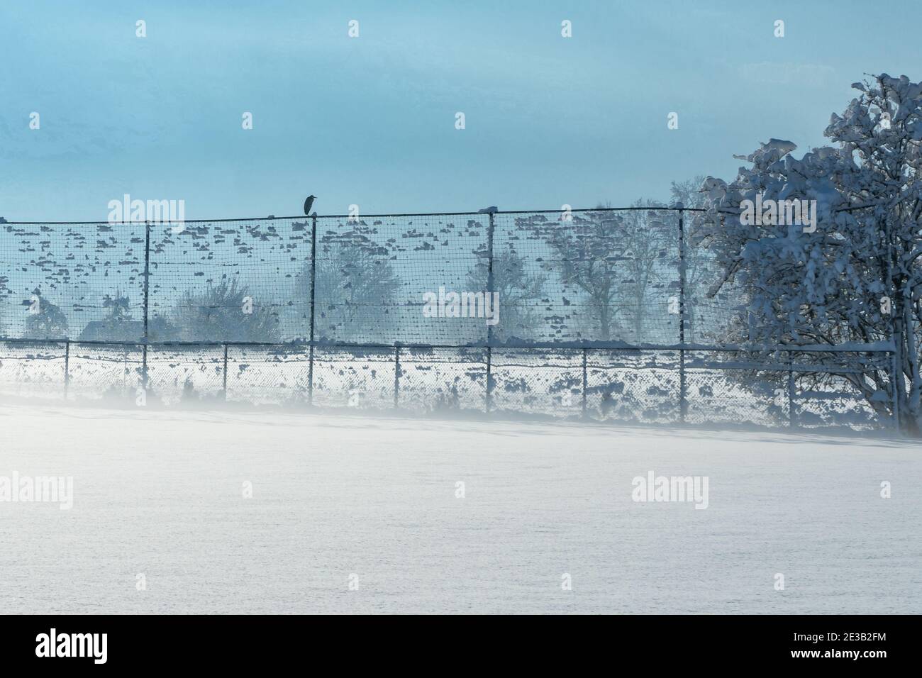 Graureiher im Winter auf dem Ballfangnetz des Fussballplatzes. Gray heron in winter on the ball net of the football field. morning mist. Morgennebel Stock Photo