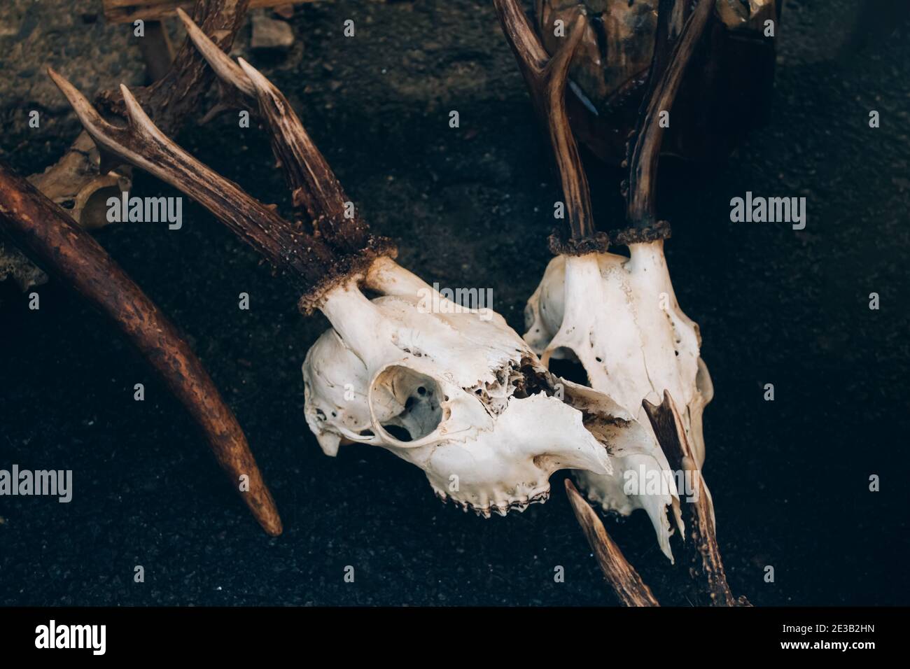 Roe deer skulls with antlers on the ground. Dark magic witch accessories, occult sciences concept, ancient mystical ritualistic practices and shamanis Stock Photo