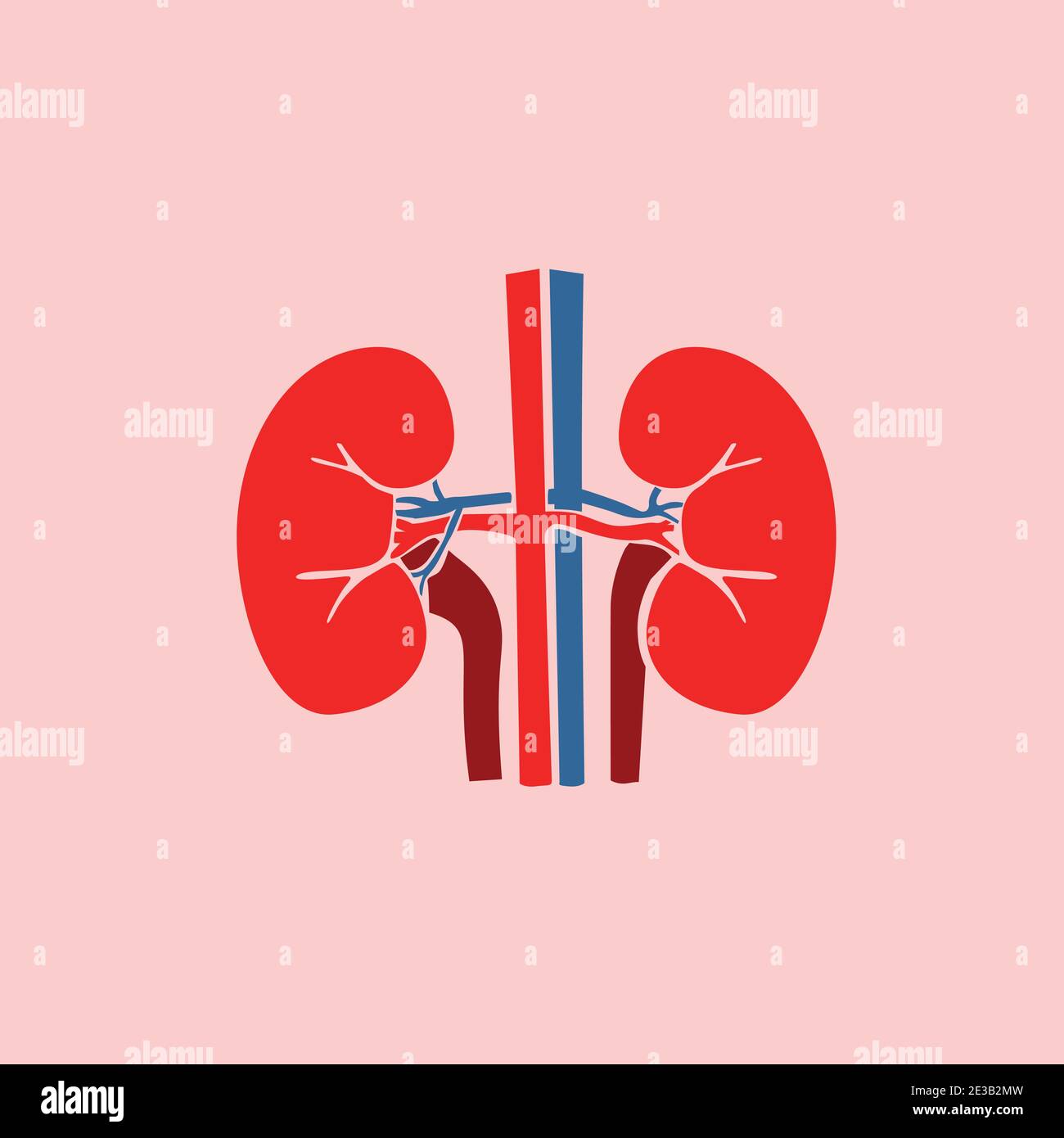 isolated human kidneys with vein and arteries blood flat style illustration Stock Vector