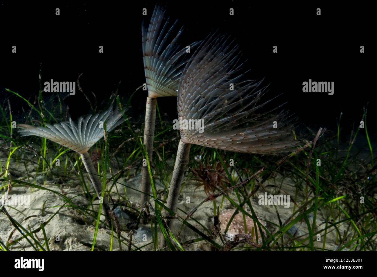 Peacock worm Sabella pavonina Stock Photo
