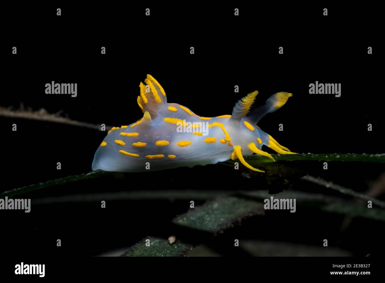 Sea slug Polycera quadrilineata Stock Photo