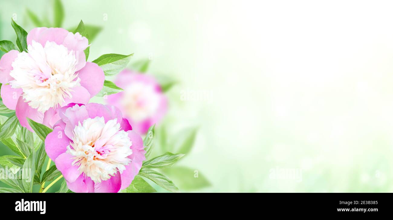 Branch of peony (Paeonia) on sunny beautiful nature spring background. Summer scene with twig of Paeoniaceae with flowers of pink color. Horizontal sp Stock Photo
