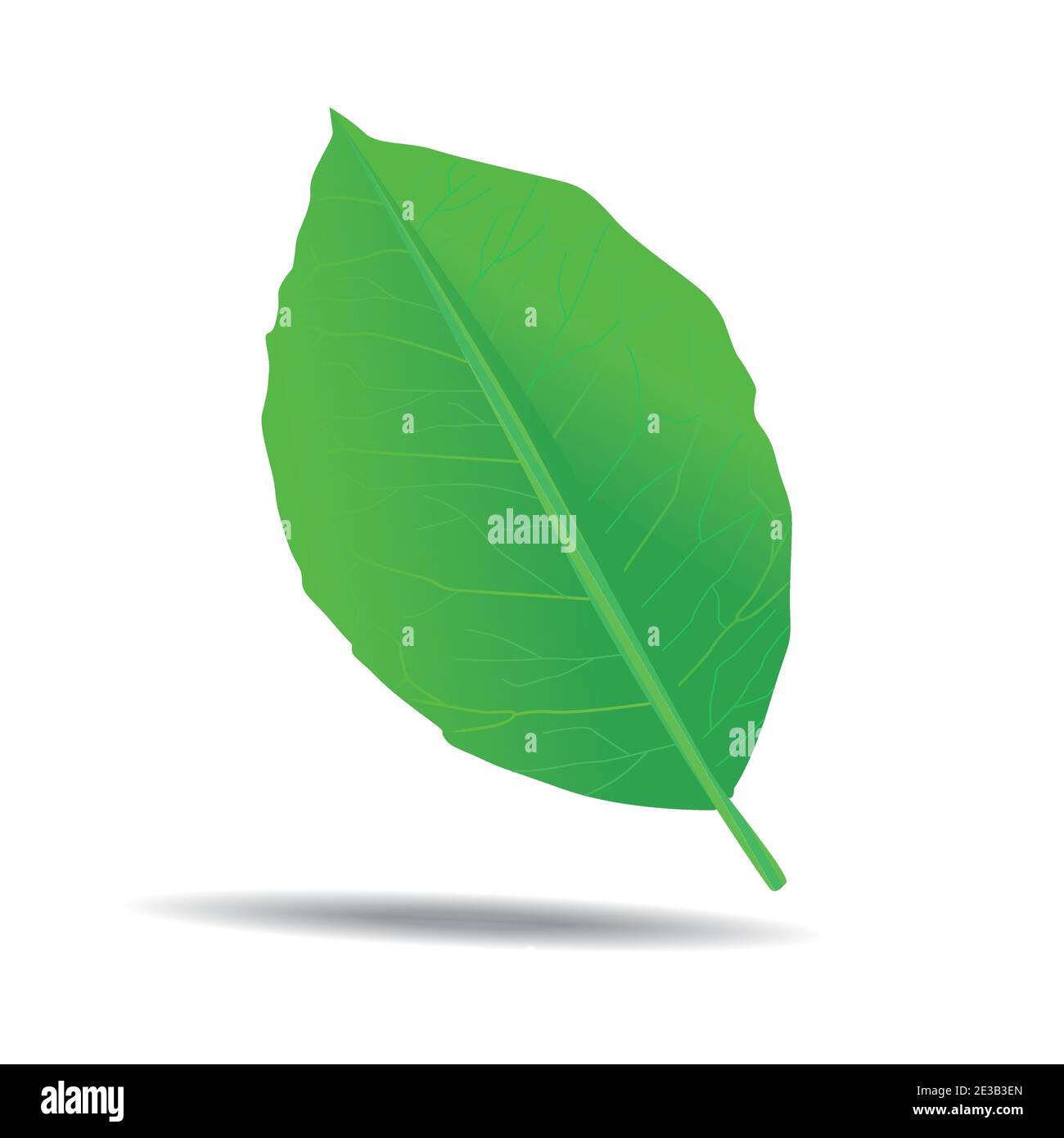 isolated single green detailed leaf with shadow vector illustration Stock Vector