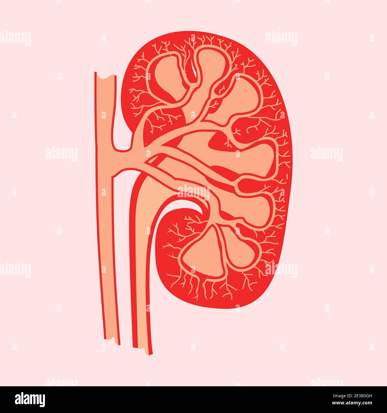 detailed cut out kidney flat style vector illustration Stock Vector