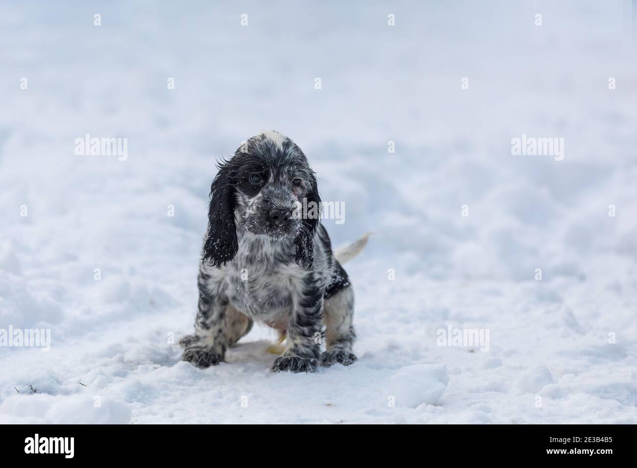 Cute Small Pure Breed Dog English Cocker Spaniel Puppy In Snowy Winter Garden Breeding Station Descendants Of European Champions Stock Photo Alamy