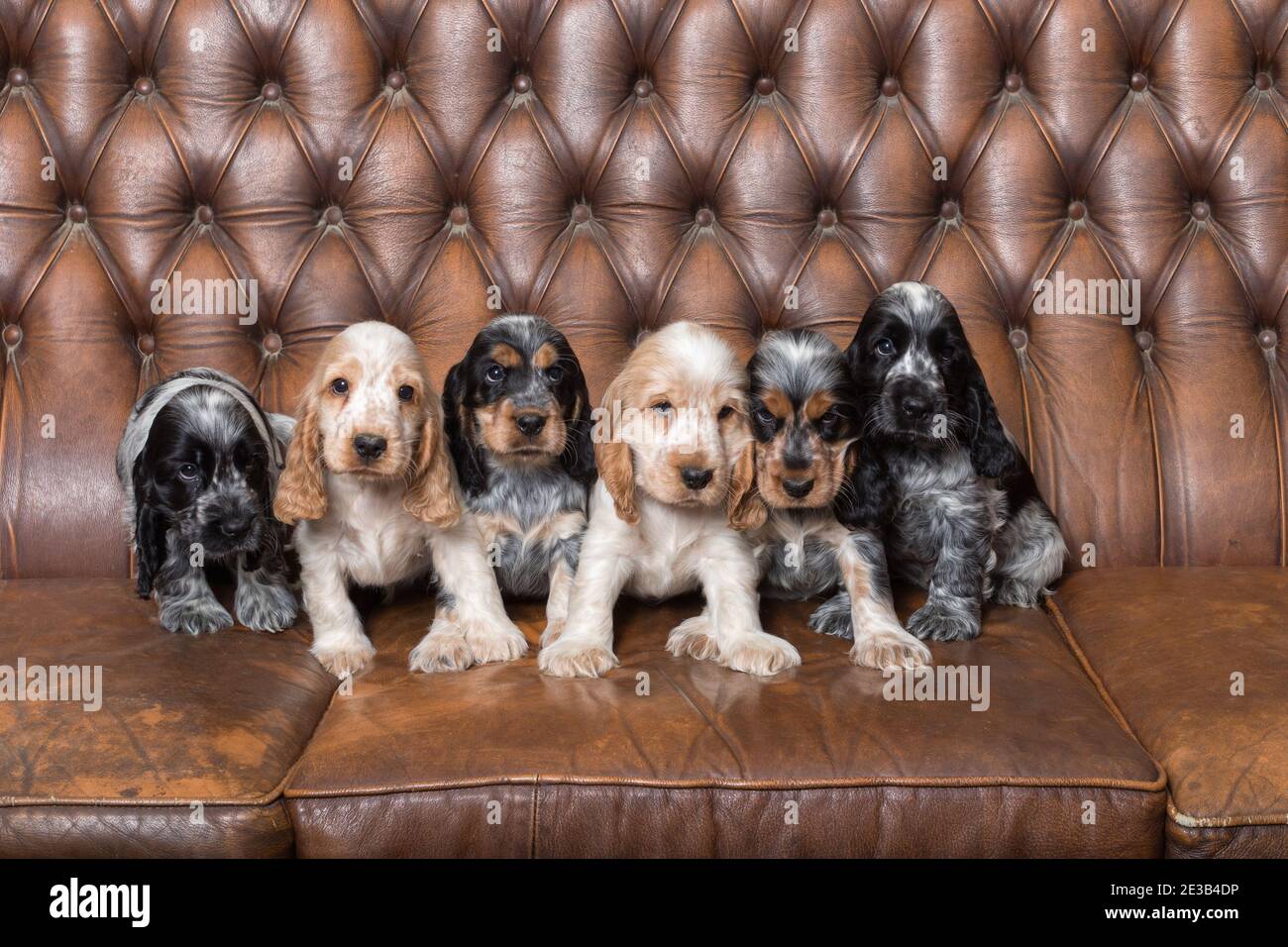 English Cocker Spaniel Puppies Hi res Stock Photography And Images Alamy