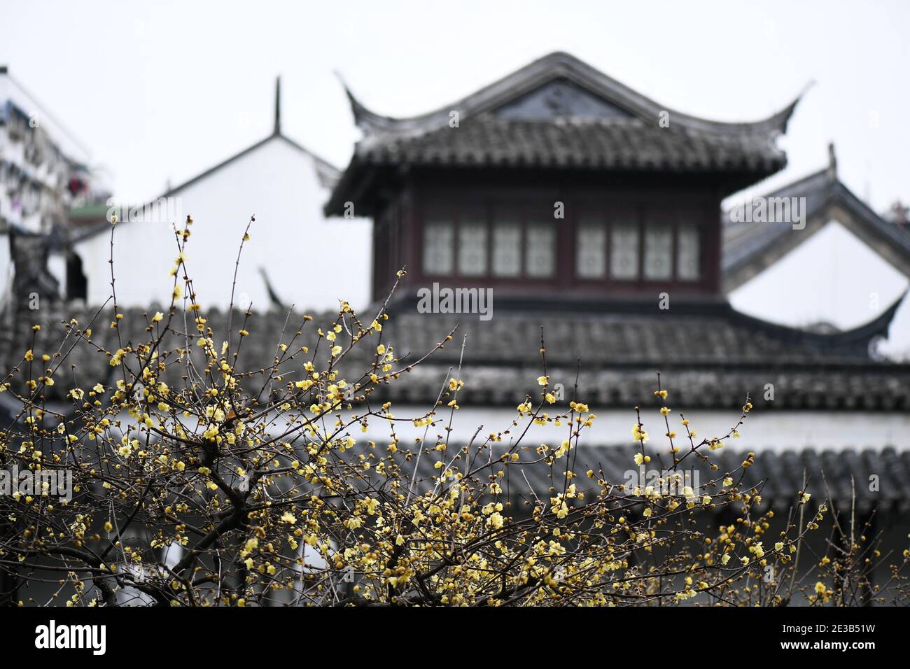 Nanjing, Nanjing, China. 18th Jan, 2021. Jiangsu, CHINA-On January 16, 2021, in the cold winter season, the wax plum blossoms in the Zhan Garden of Nanjing, known as the No.1 Garden of Jinling, attract many citizens and photography enthusiasts to enjoy the fragrance. Credit: SIPA Asia/ZUMA Wire/Alamy Live News Stock Photo
