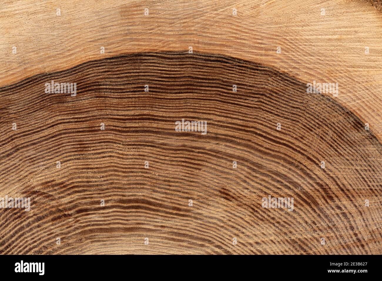 Detail of the annual rings of a tree trunk with dark core Stock Photo